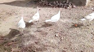 Animals are birds????