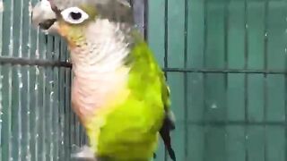Parrot in the cage