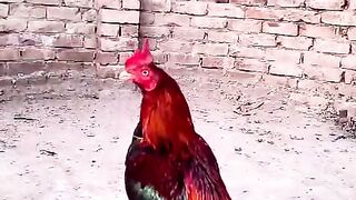 Tyuyghii