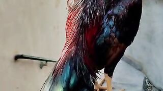 Vhhhfghh
