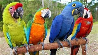 The Eight Most Beautiful Macaws on Earth - 4K & Ultra HD