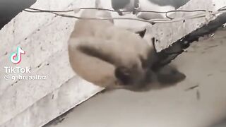 Shani