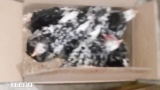 I don't like this type of packing the birds