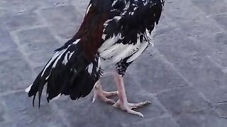 O bird where are yoi going