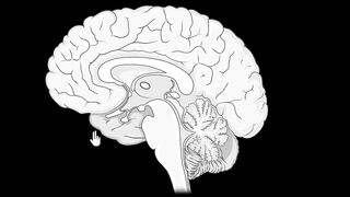 Brain Parts and Functions (Fore, Mid & Hind) | Control & Coordination |#Biology|