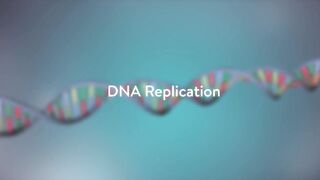 DNA Replication - 3D