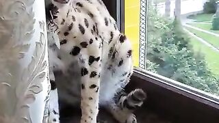 Love serval