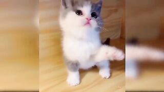 cute cat baby