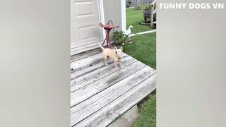 Funniest Animals Video - Funny Dogs And Cats - Try Not To Laugh Animals 2023