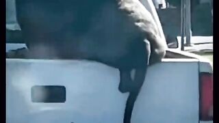 Cat Funny Video Best videos of cute cats and dogs
