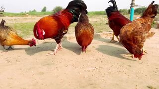 Daytime routine in village