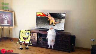 Funny Animals Video #1 - Best Cats???? and Dogs???? Funniest Cats And Dogs Videos - 2023