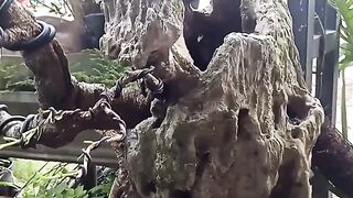 Bonsai