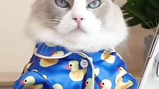 Cats make food 2022 'That Little Puff' Tiktok Compilat
