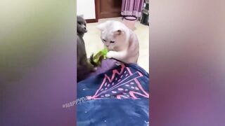 Я РЖАЛ ЦЕЛЫЙ ЧАС