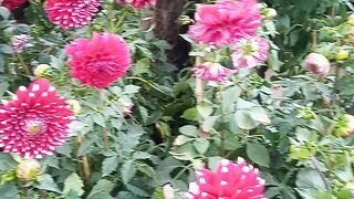 Big flowers