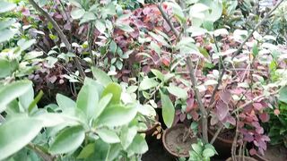 Nice plant