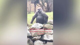 Laugh a Lot With The Funny Moments Of Monkeys ????