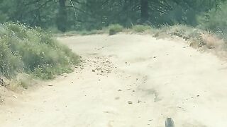 Who wins in a fight between a venomous snake and a fox?can a rattlesnake kill a fox?