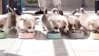 cute and Funny cat vs dogs vedio compilation