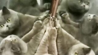 cute and Funny cat vs dogs vedio compilation