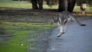 kangaroo
