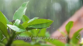 Beauty of Rain