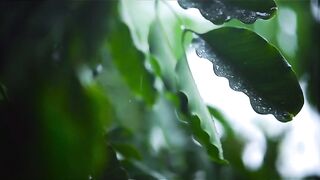 Rain drop on leaves