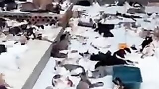 Cats video