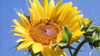 Best Seen of nature