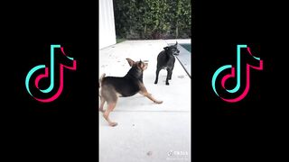 Funniest Dogs.Tiktok complitation.Tiktok
