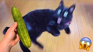 1 HOUR OF FUNNIEST CAT VIDEOS 2022 |Aww Pets