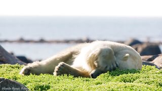 Cute animals