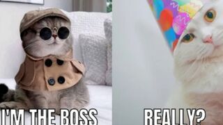 Cats_Speaking_English_|_Funny_Cat_Videos