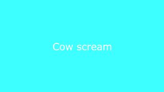 Top 5 Cow