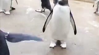 funny video