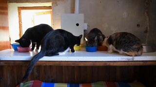 Funny cat and kitten completion