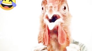 Funny politiction song