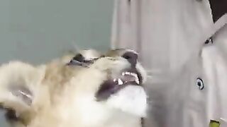 Funny lion