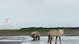 Massvlive Wolf VS grizzly bear ????.mp4.2026