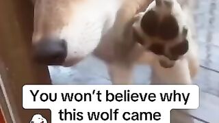 wolf asks for help ????.mp4.2026