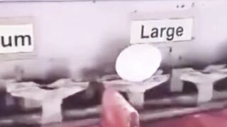 Mesin Otomatis Penyortir Telur Ayam, Cepat dan Super Presisi!