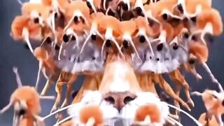 Atraksi Transformasi Unik! Manusia Berubah Jadi Kepala Kucing di Atas Panggung