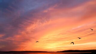 Magical Sunrise Awakens Birds ???????? | Peaceful Early Morning Time-Lapse | Nature Therapy