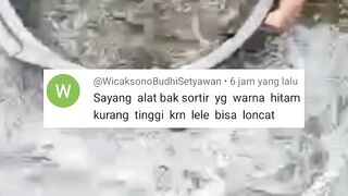 DIJAMIN ikan lele AMAN dan tidak LONCAT saat disortir❗Begini caranya