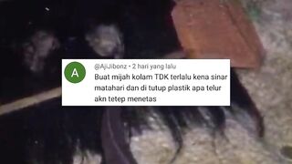 Pemijahan lele itu MUDAH Tapi rasa TAKUT berlebihan membuat kalian BINGUNG