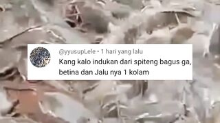 Induk lele DIPISAH atau DISATUKAN❗Berikut penjelasan LENGKAPnya