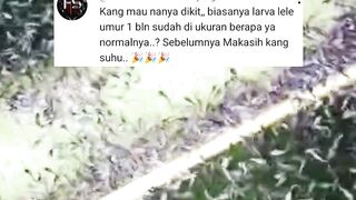 UMUMNYA larva lele UMUR 1 bulan itu SEGINI jika kurang berarti ada yang salah caranya