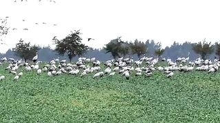 Beautiful Birds In Planet