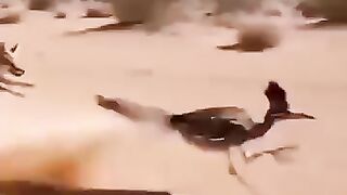 The Fastest Bird In The World